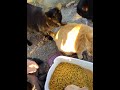 Selfish Black Cat Growl Hiss Slaps Innocent Orange Tabby Shorts
