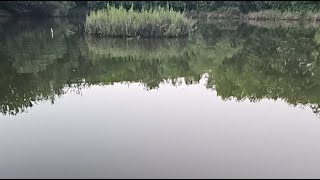 Carrasco Ranch is live Feeding MONSTER Catfish