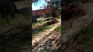 Download lagu Mau lihat Cara Mudah Menaikkan Buah Kelapa Sawit Di Atas Mobil mp3