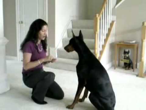 Un perro Doberman bien entrenado