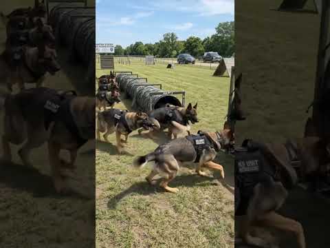 dog new k9 training #dogtraining #germanshepheard #gsd
