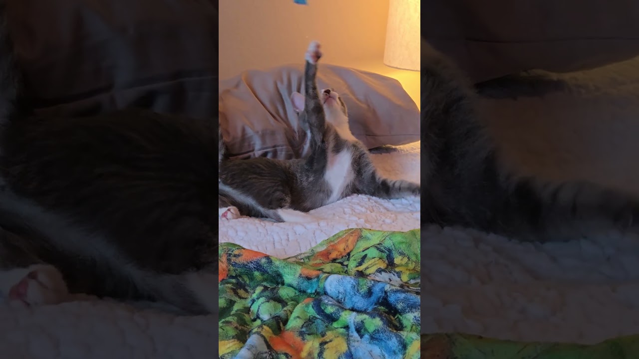 Enlarge Surya, a Adoptable Domestic Short Hair in highlands ranch, CO video 3/6