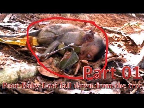 Unconscious, Poor baby Lori fall down from the tree Part 01|Unfortunately Poor baby Lori