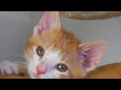 Toccata in D minor by Bach 🐈🐾😻 4k Cats music video UHD