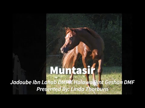 Muntasir - Narrated by Joe Ferriss