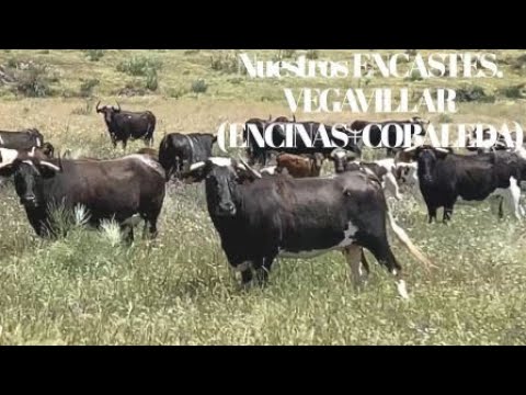 Diferencias entre nuestros encastes: Vega-Villar.Encinas+Cobaleda.