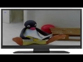 Pingu Is Curious