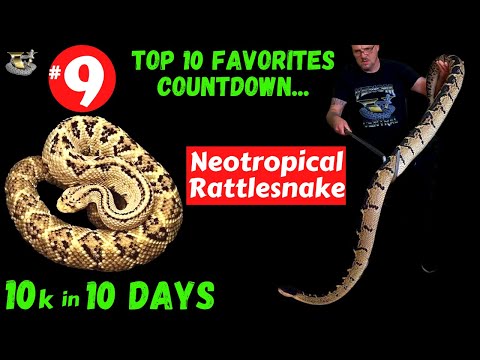 Neotropical Rattlesnakes: Nature's Most Beautiful Killers