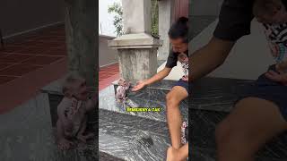 Download lagu The Old Monkey Gets Angry Because Its Owner Loves the New Monkey More #viralvideo #shortvideo mp3 Download lagu The Old Monkey Gets Angry Because Its Owner Loves the New Monkey More #viralvideo #shortvideo mp3
