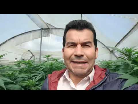 Seminario virtual en Pruebas de Evaluación Agronómica para cannabis este 11 de diciembre