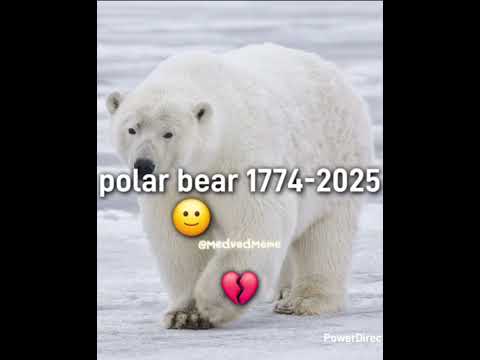 Medved 💀☠️☠️ #2026 #polarbear #memes#skibiditoilet