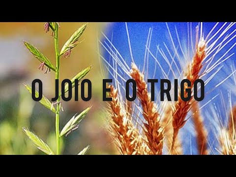 O JOIO E O TRIGO