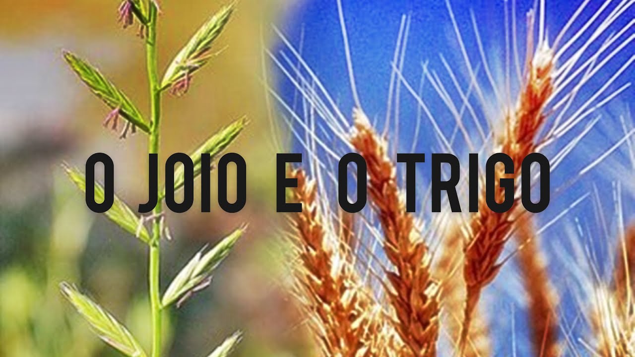 O JOIO E O TRIGO