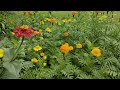 How To Grow The Good Flower