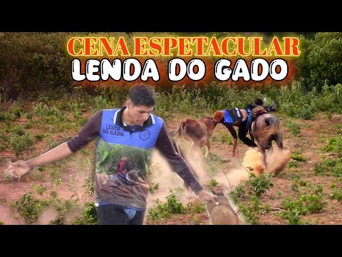 VAQUEIRO LENDA DO GADO É DIFERENTE #romariofeitosa #pegadeboinomato