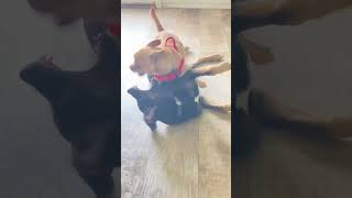 Video preview image #1 French Bulldog-Unknown Mix Puppy For Sale in San Diego, CA, USA