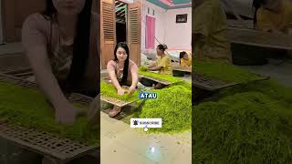 Download lagu Begini cara merajang daun tembakau dengan alat tradisional #petanimilenial #berkebun #faktaunik mp3