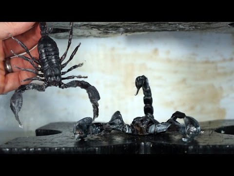 Real Venomous Giant Scorpion Crushed By Hydraulic Press Video