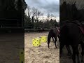 Vend cheval de concours