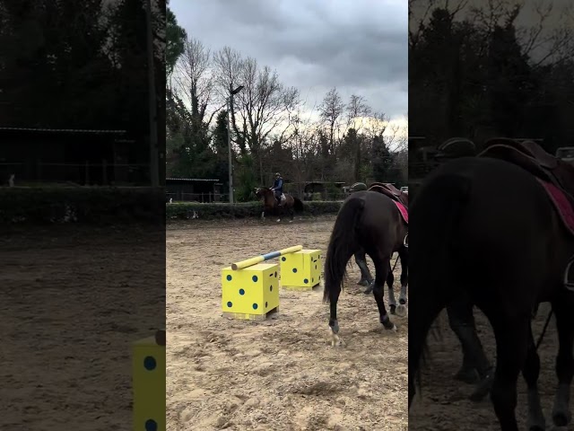 Vend cheval de concours
