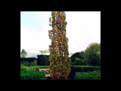 Oszlopos amerikai tulipánfa (Liriodendron tulipifera 'Fastigiatum') - videó képekben