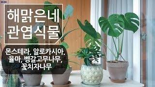 해맑은네 관엽식물(몬스테라, 알로카시아, 율마, 벵갈고무나무, 꽃치자) 키우기 191화 #해맑은TV