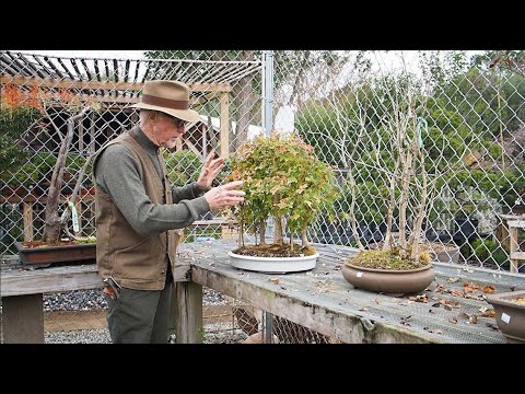 Plant City Bonsai - Thanksgiving 2020