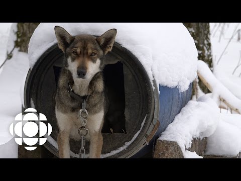 Sled Dogs Official Trailer | Documentary Specials | CBC