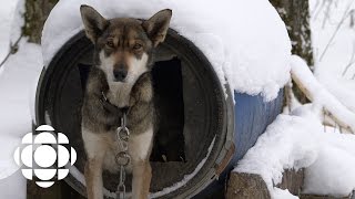 Sled Dogs Official Trailer | Documentary Specials | CBC