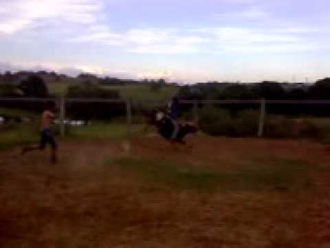 Daniel x mate amargo da marca 13.3gp