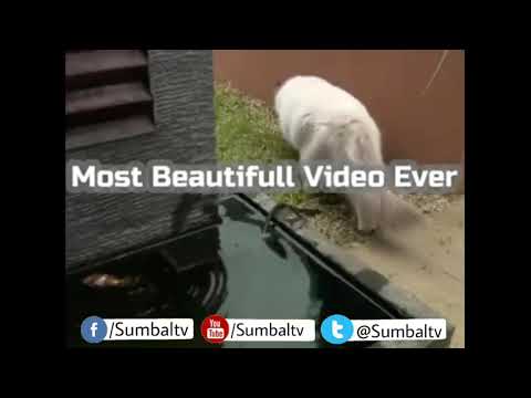 Animals help each other but human do not | Human and animals |Sumbal TV