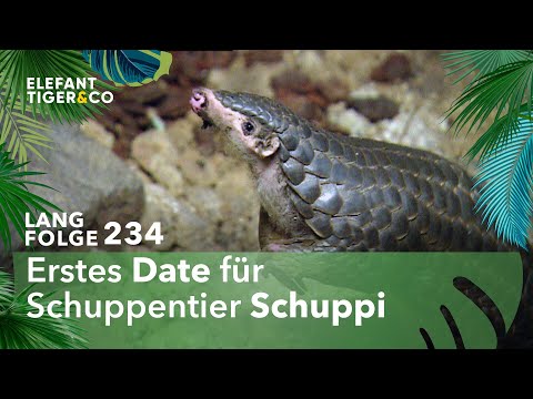 Kleine Heuler (Langfolge 234) | Elefant, Tiger & Co. | ARD