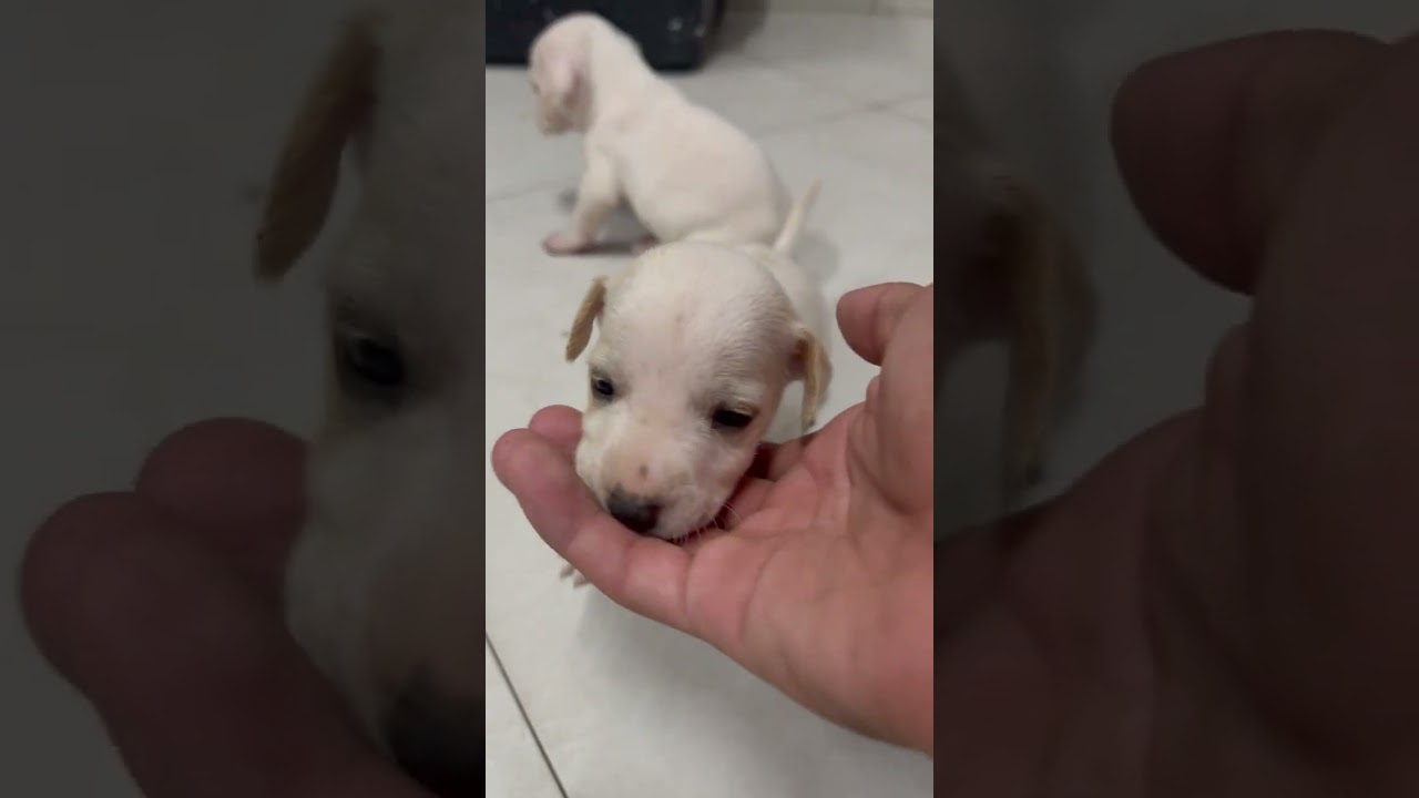 Cachorro raça SRD-ViraLata idade Abaixo de 2 meses nome  Sem nomes ainda
