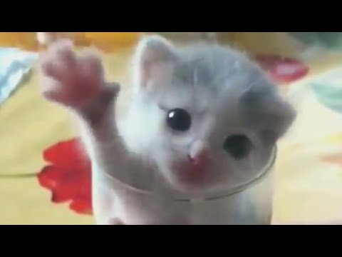 Faze comice cu pisici haioase 😄 pisicute amuzante 😄 citeste descrierea