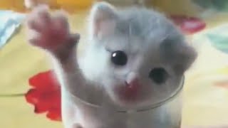 Faze comice cu pisici haioase 😄 pisicute amuzan