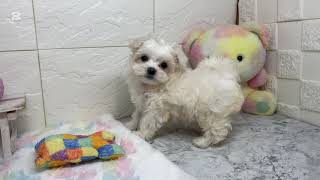 マルチーズの動画01