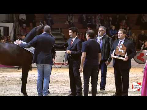 2nd Place N.26 D KARRAR - Wels 2015 - Int. Yearling Colts Championship (Class 20)