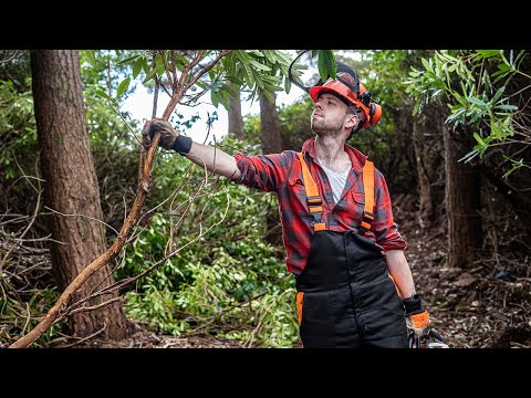 Rhododendron Destroying Britain's Forests, and Here's Why.