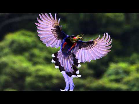 Beautiful colors of nature in birds