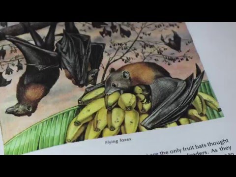 Free Bat Clip Art