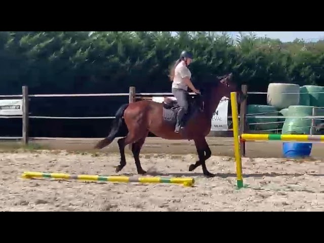 Naturano de Molion Hongre, 3 ans , bai ,  165