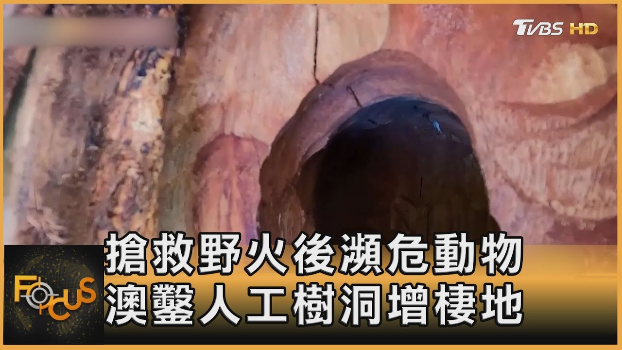 搶救野火後瀕危動物 澳鑿人工樹洞增棲地