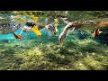 Ducks FEEDING FRENZY Lititz Springs Park Underwater GoPro Lancaster County PA