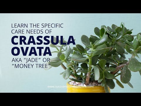 Discover why Crassula ovata "Classic Jade" is a great beginner succulent!
