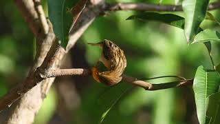 Download lagu ALUNAN MUSIK MERDU DAN SUARA BURUNG - MENENANGKAN PIKIRAN mp3