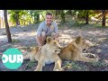Lion Country Lions Trained To Rule African Plains Our World