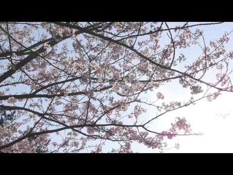 吉野公園の桜