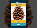 pinecone - piña video thumbnail
