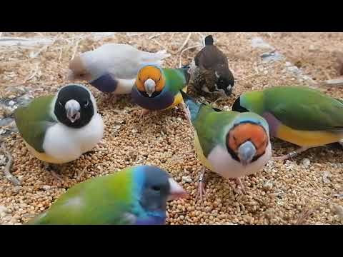 グールド ダイヤモンド ケア