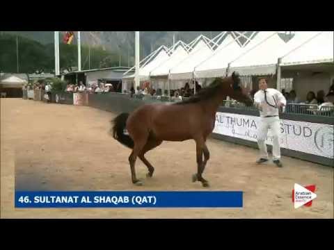 N.46 SULTANAT AL SHAQAB - Menton 2016 - Fillies 2 years old (Class 2B)